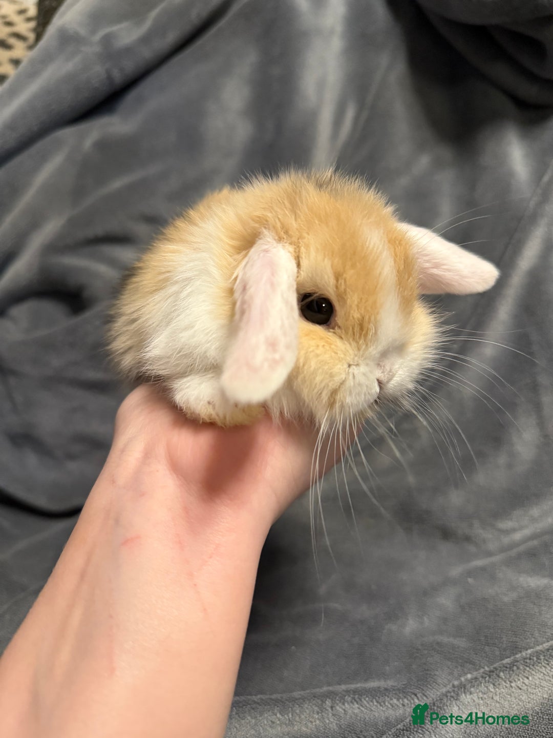Mini Lop rabbits for sale: Beautiful mini lop rabbits  - Image 5