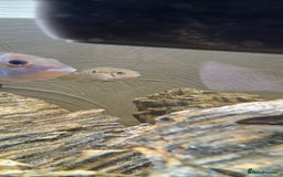 Cichlids fish for sale: 1 Humphead dwarf Acara - Advert 2