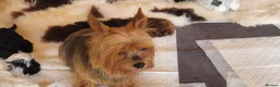 Yorkiepoo dogs for sale: Yorkiepoos Stunning litter from Licensed Breeder  - Advert 5