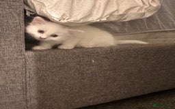 Mixed Breed cats for sale: White girls  - Image 5