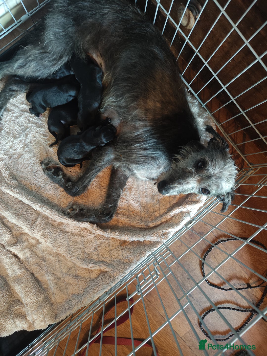 Mixed Breed dogs for sale: 3/4 bedlington whippet pups. - Image 1