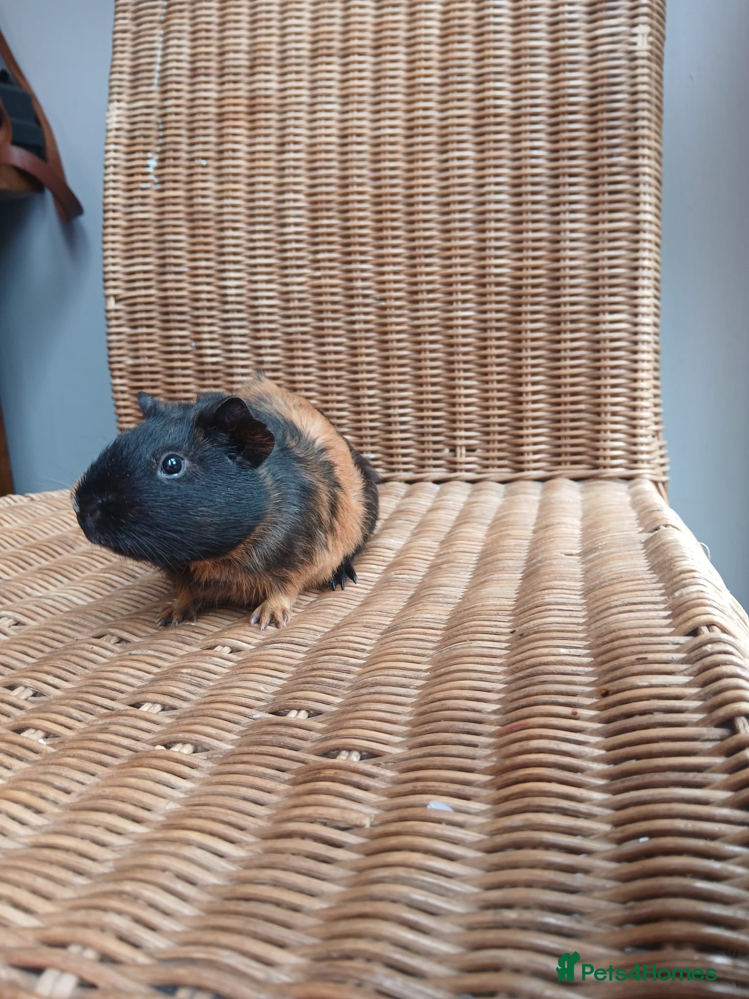 Guinea Pig rodents for sale: Guinea pigs for sale in York - Advert 9
