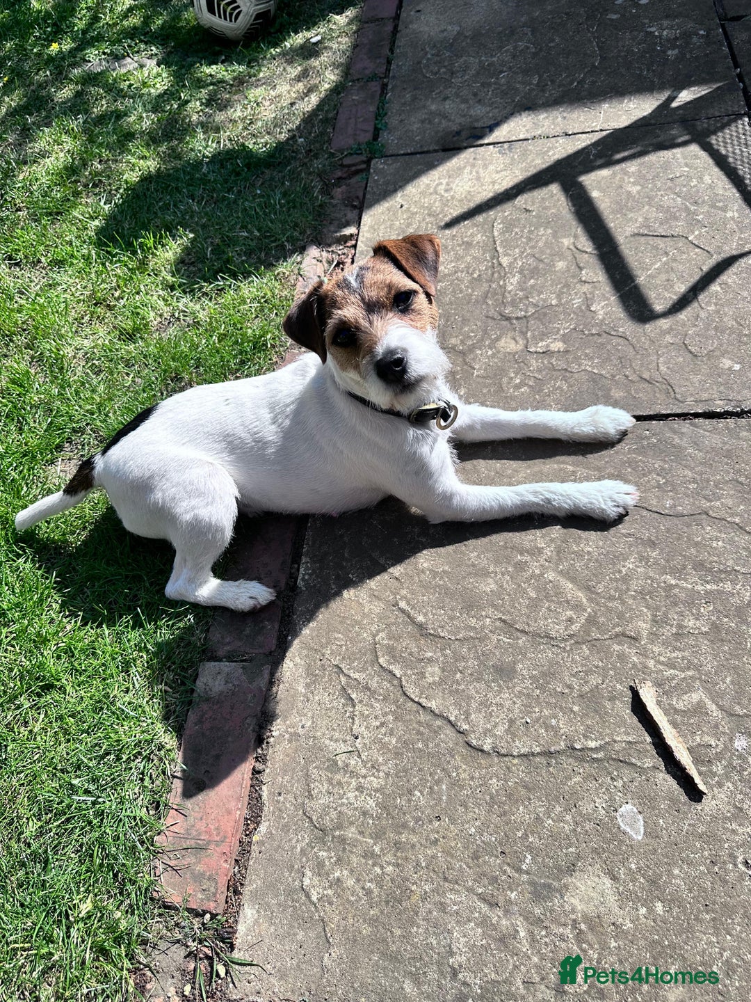 Parson Russell dogs for sale: KC registered Parsons Terriers - Advert 3