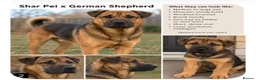 Mixed Breed dogs for sale: Shepard Peis - Advert 3