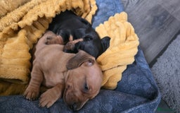 Miniature Dachshund dogs for sale: Beautiful Dachshund Girl - Ready in 2 weeks - Advert 10