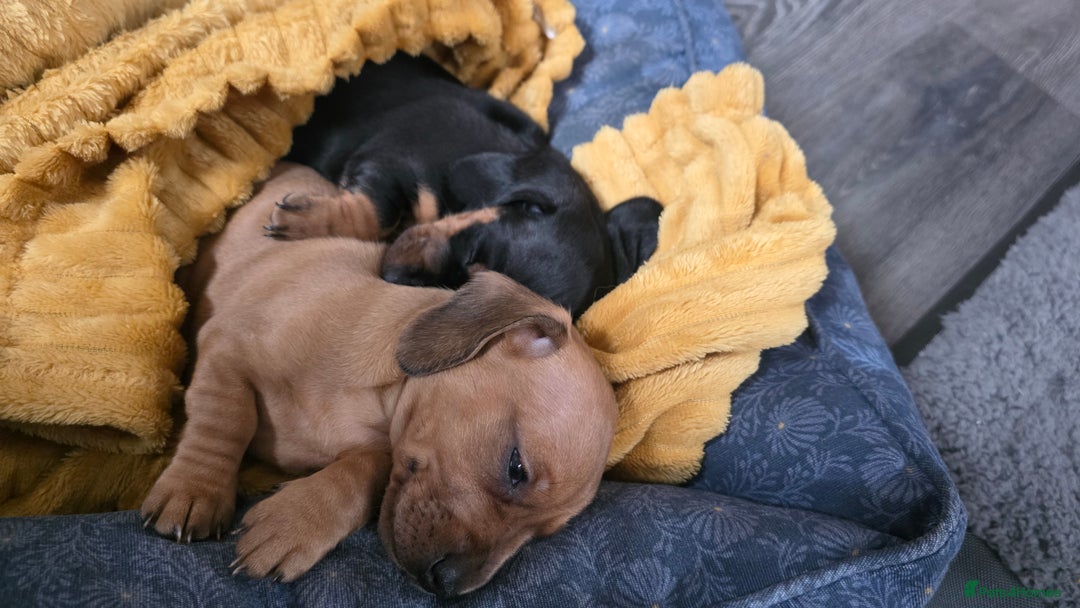 Miniature Dachshund dogs for sale: Beautiful Dachshund Girl - Ready in 2 weeks - Advert 10