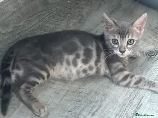 Bengal cats 3 Female Blue TICA Registered Bengal kittens - Advert 4