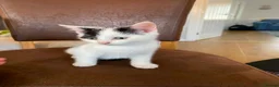 Mixed Breed cats for sale: Two beautiful kittens ! - Advert 7