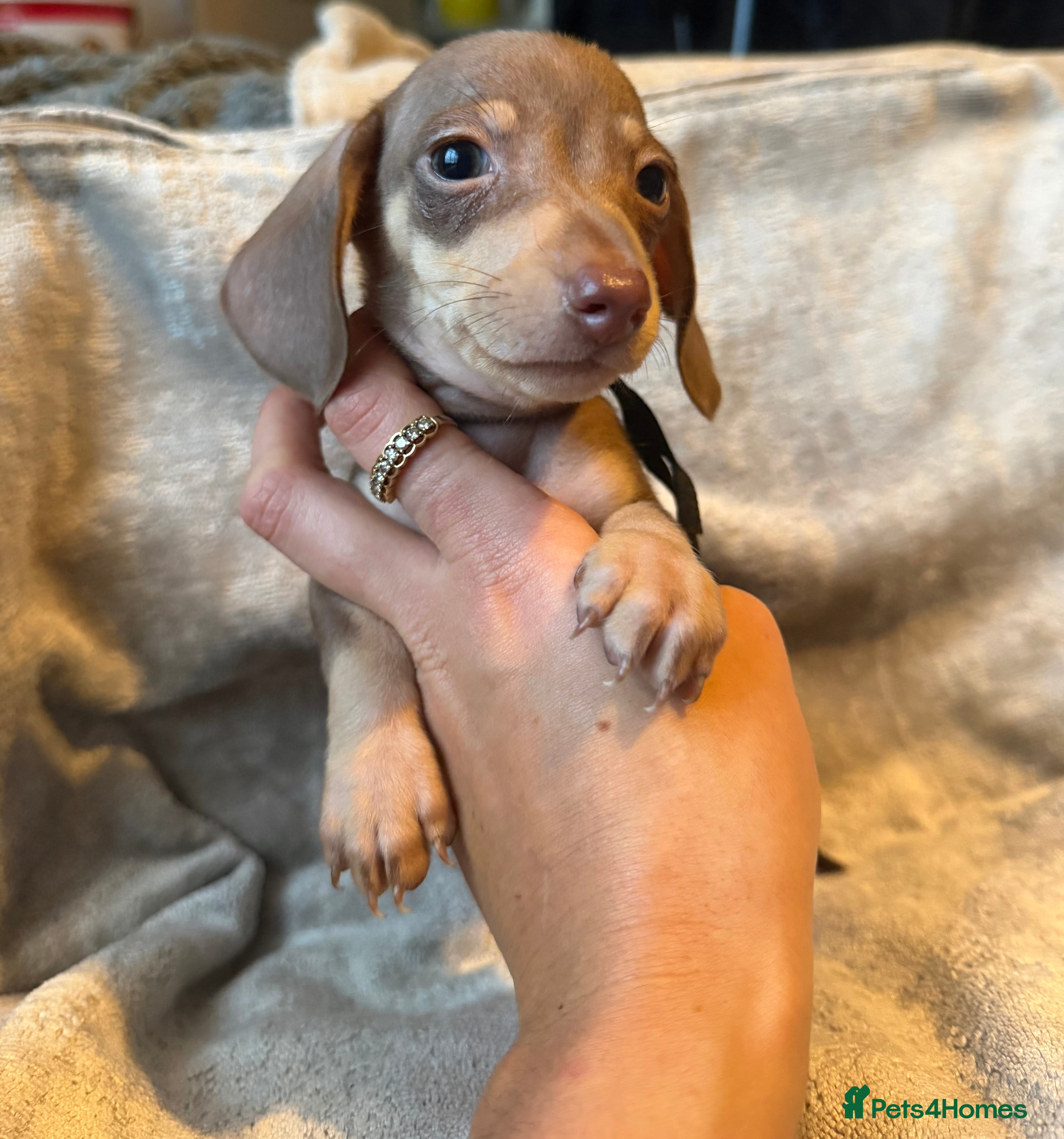 Miniature Dachshund dogs KC Reg Miniature Dachshunds Dapple Isabella    - Advert 4