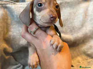 Miniature Dachshund dogs KC Reg Miniature Dachshunds Dapple Isabella - Advert 8