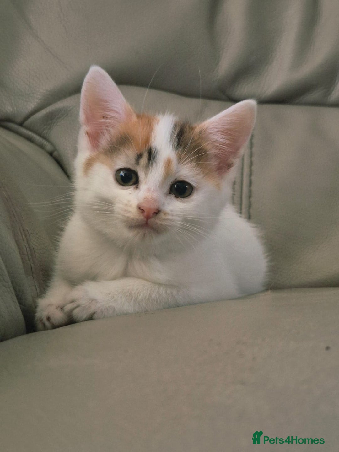 Mixed Breed cats for sale: 3 kittens - Image 2