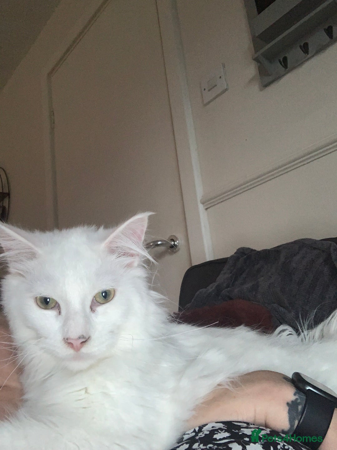 Maine Coon cats for sale: 7 month male main coon - Image 1