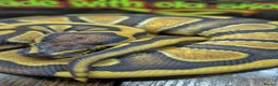 Python Snake reptiles for sale: Enchi stranger 100% het clown  - Advert 4