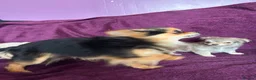 Chihuahua dogs for sale: Outstanding tiny tiny chichahua  - Advert 11