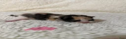 Mixed Breed cats for sale: Gorgeous litter of kittens - Advert 2