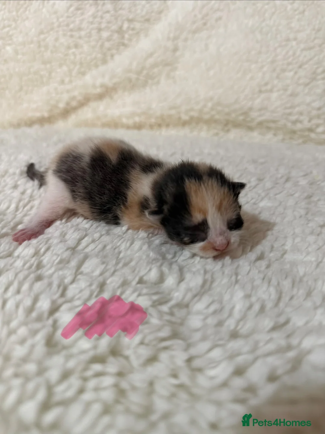 Mixed Breed cats for sale: Gorgeous litter of kittens - Advert 2
