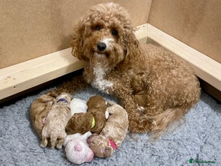 Poochon dogs Beautiful Poochon puppies for sale - Advert 4