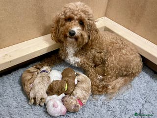 Poochon dogs Beautiful Poochon puppies for sale - Advert 2