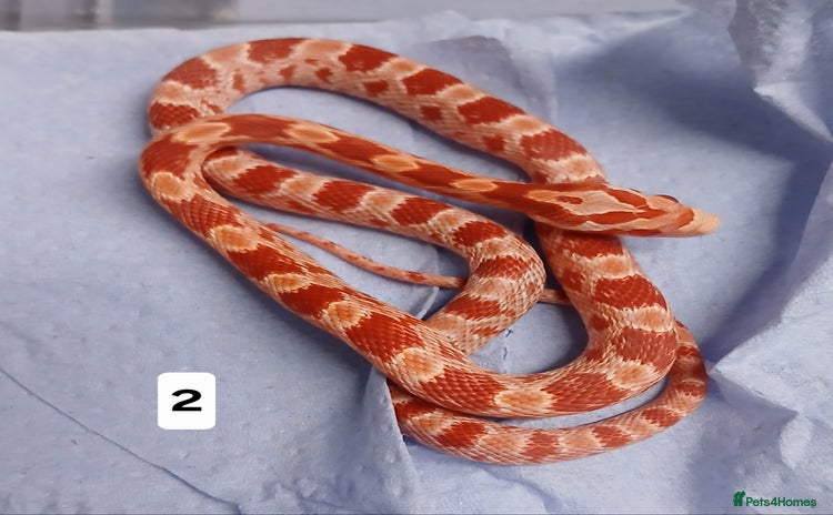 Corn Snake reptiles - Advert 13