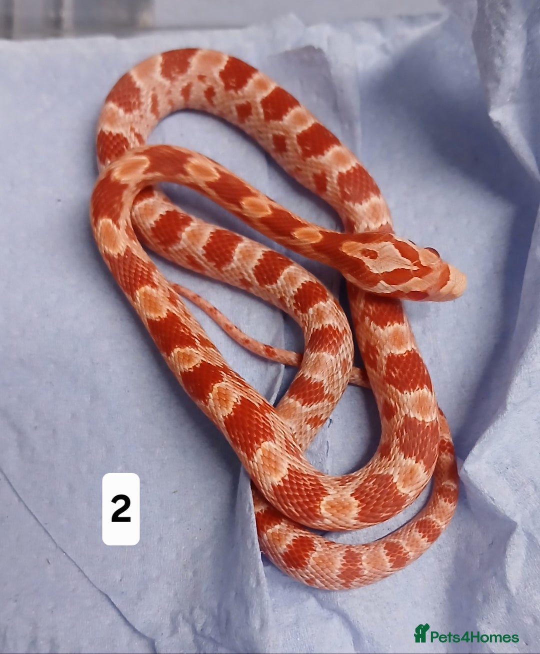 Corn Snake reptiles for sale: Corn Snake Morphs  - Image 1