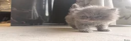 Persian cats for sale: GCCF Registered Blue Persian Kittens  - Advert 27