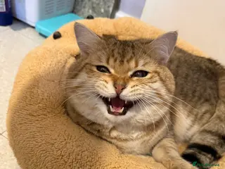 British Shorthair cats ✨ GOLDEN bsh FOR STUD✨ - Advert 1