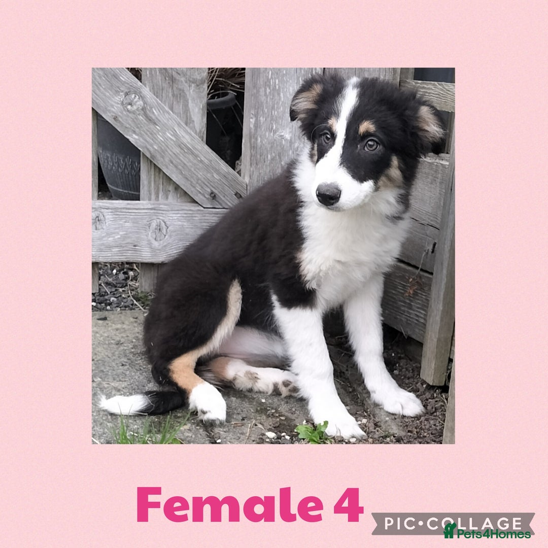 Border Collie dogs for sale: Border collie puppies  - Image 8
