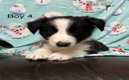 Border Collie dogs for sale: PEDIGREE ISDS & KC BORDER COLLIE PUPS - Image 26