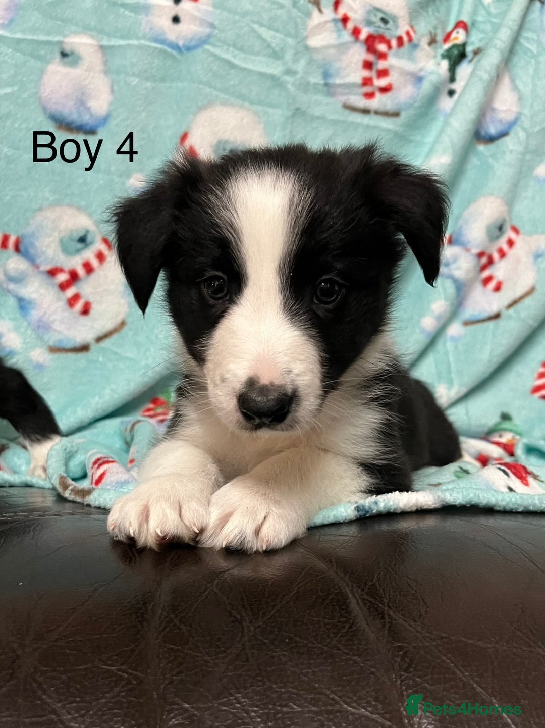 Border Collie dogs for sale: PEDIGREE ISDS & KC BORDER COLLIE PUPS - Image 26