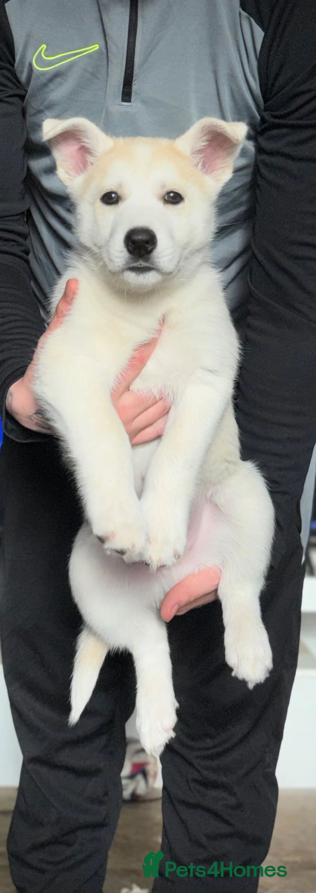 Shepsky dogs for sale: Shepsky male puppies  in Stevenage - Advert 8