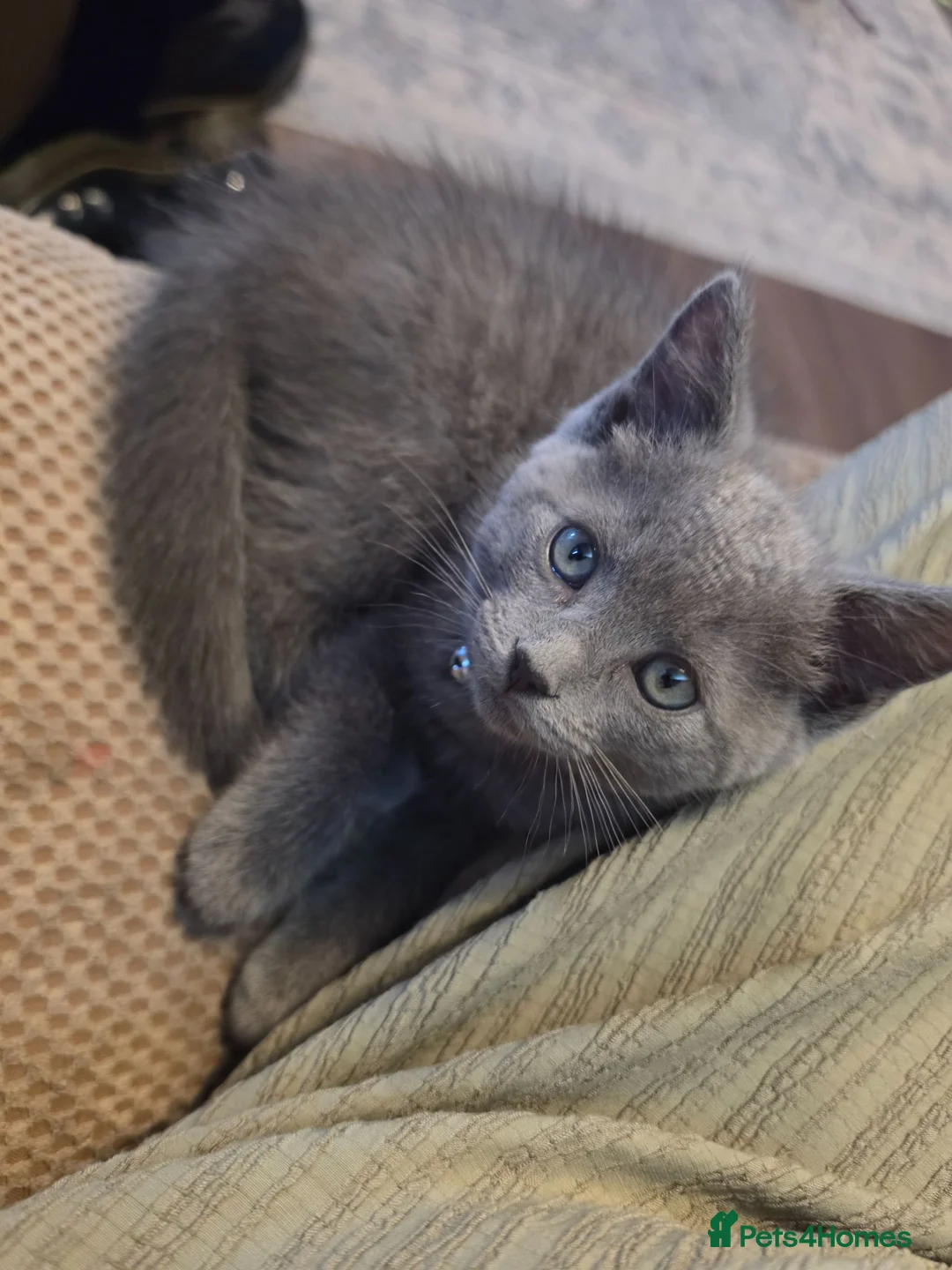 Ragdoll cats for sale: Ragdoll X  in Poulton-le-Fylde - Advert 1