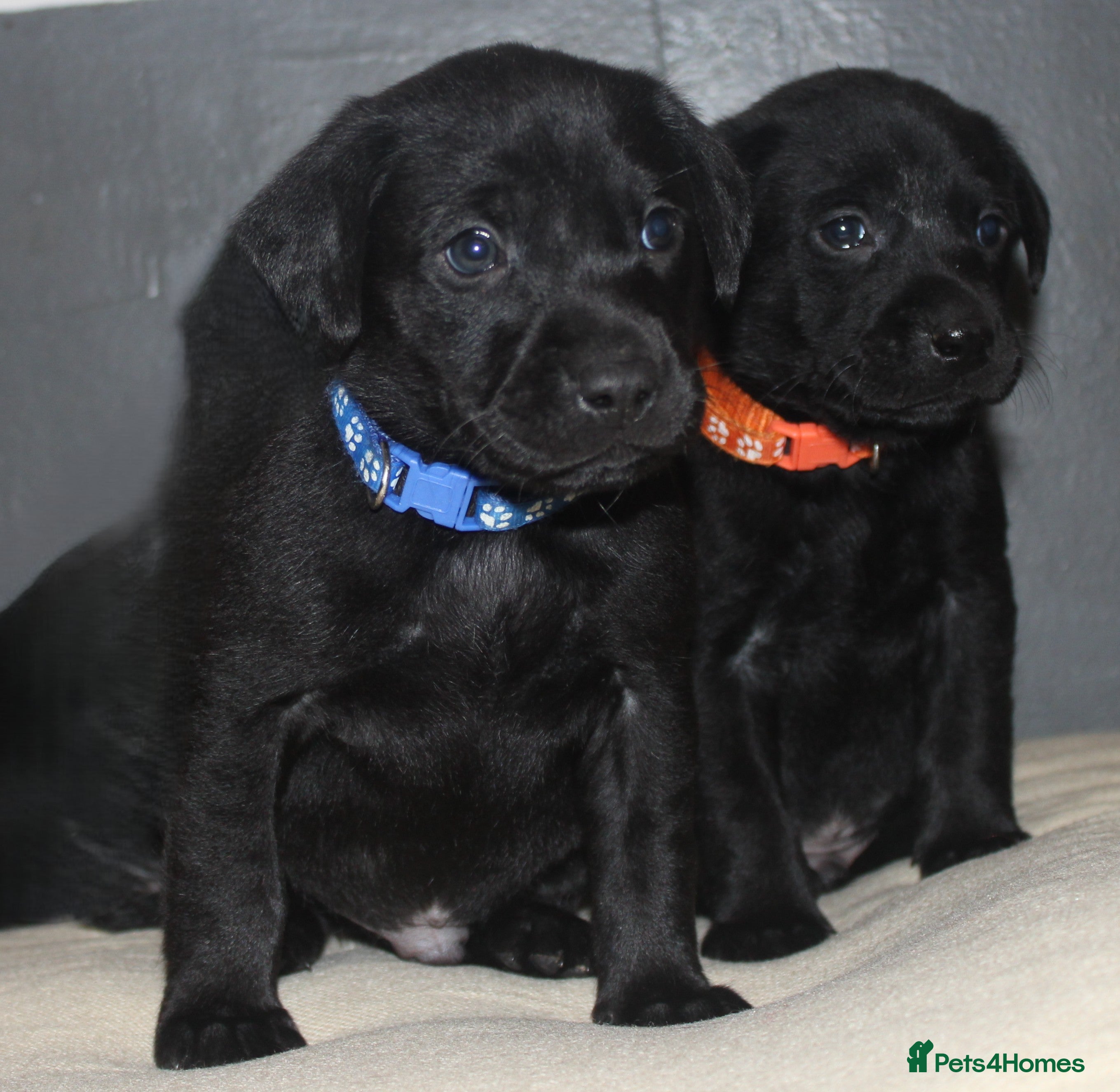 Labrador Retriever dogs Lovely, bold, beautiful puppies - Advert 3