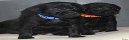 Labrador Retriever dogs for sale: Lovely, bold, beautiful puppies - Advert 1