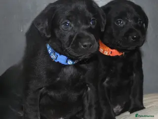 Labrador Retriever dogs Lovely, bold, beautiful puppies - Advert 3