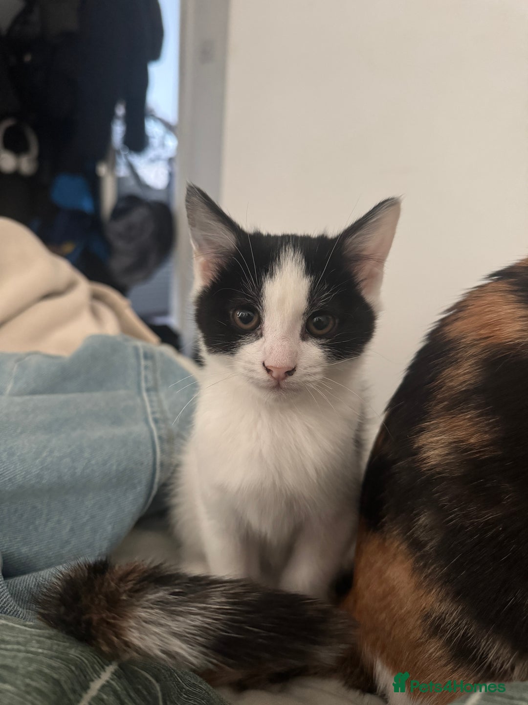 Mixed Breed cats for sale: 3 female kittens for sale  - Advert 7