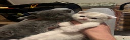 Scottish Fold cats for sale: Two beautiful floppy ear kittens for sale - Advert 1