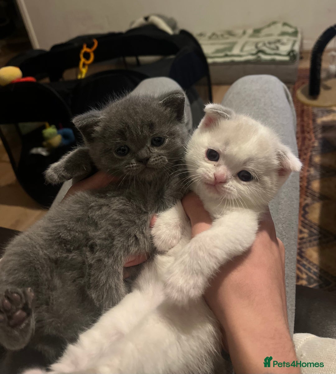 Scottish Fold cats for sale: Two beautiful floppy ear kittens for sale - Advert 1
