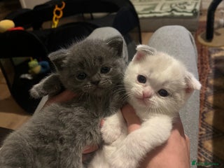 Scottish Fold cats Two beautiful floppy ear kittens for sale - Advert 6