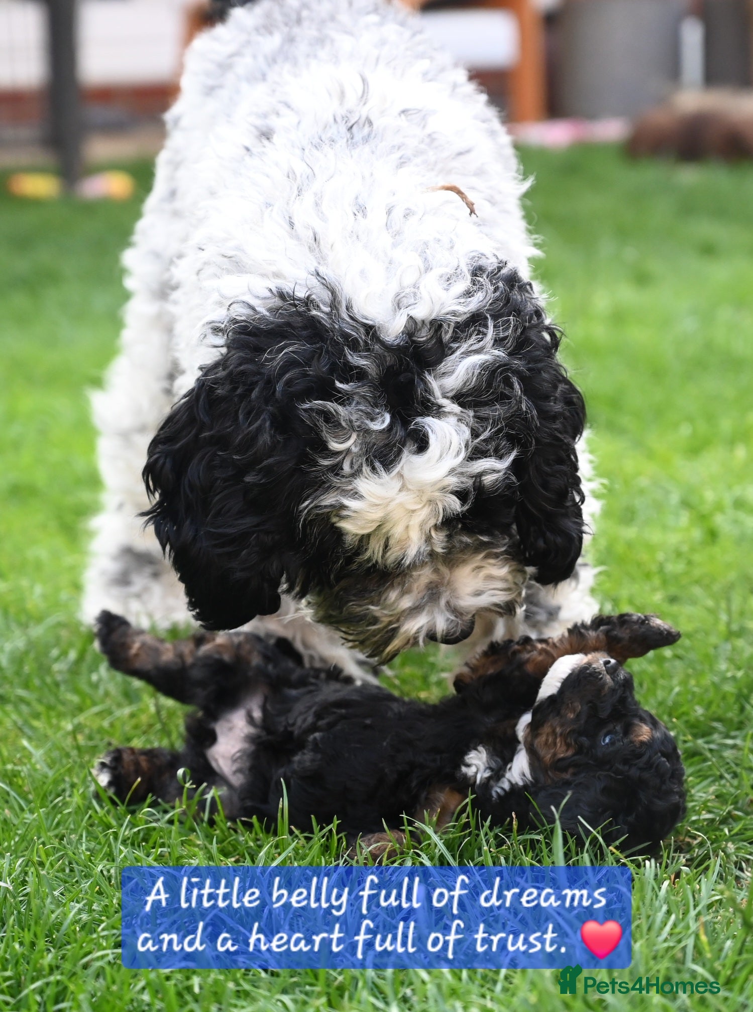 Cockapoo dogs 🐾F2 Cockapoos Puppies Wiltshire💗💗💗💙💙 - Advert 2