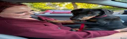 Dobermann dogs for sale: Dobermann male pup  in Southampton - Advert 6