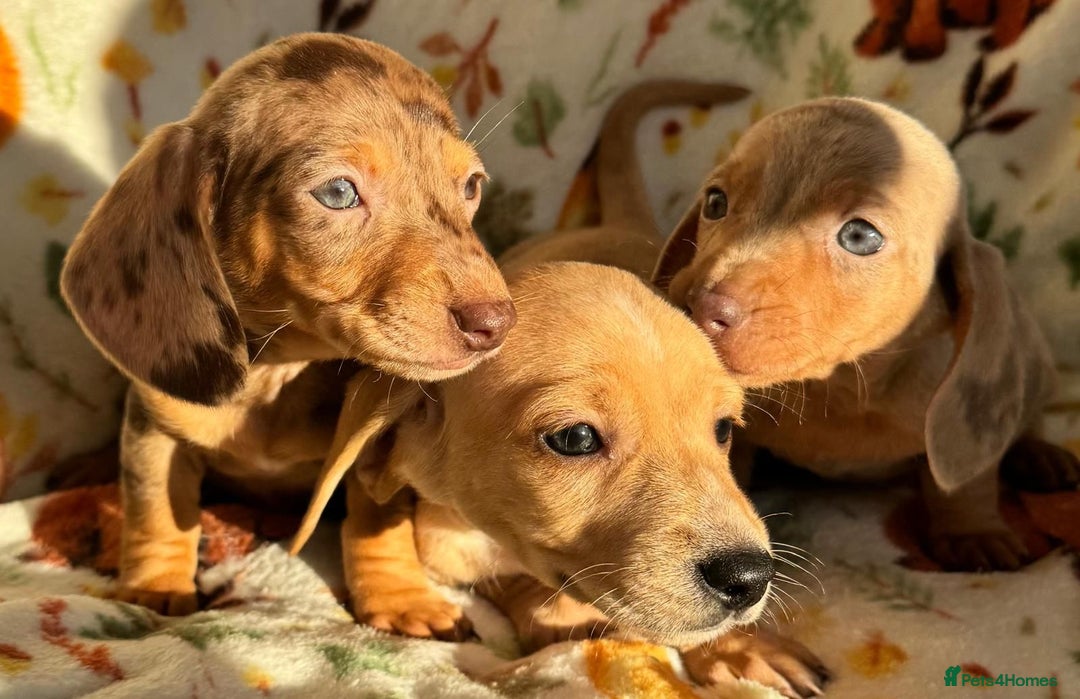Miniature Dachshund dogs for sale: 3 beautiful mini dashs - Advert 3