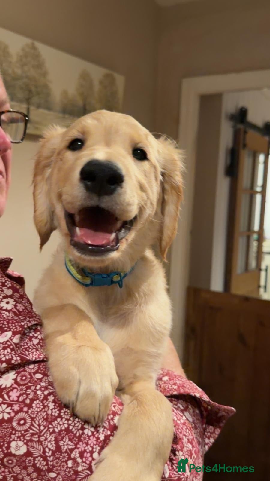 Golden Retriever dogs KC Registered Golden Retriever Puppies - Advert 2