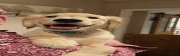 Golden Retriever dogs for sale: KC Registered Golden Retriever Puppies - Advert 5