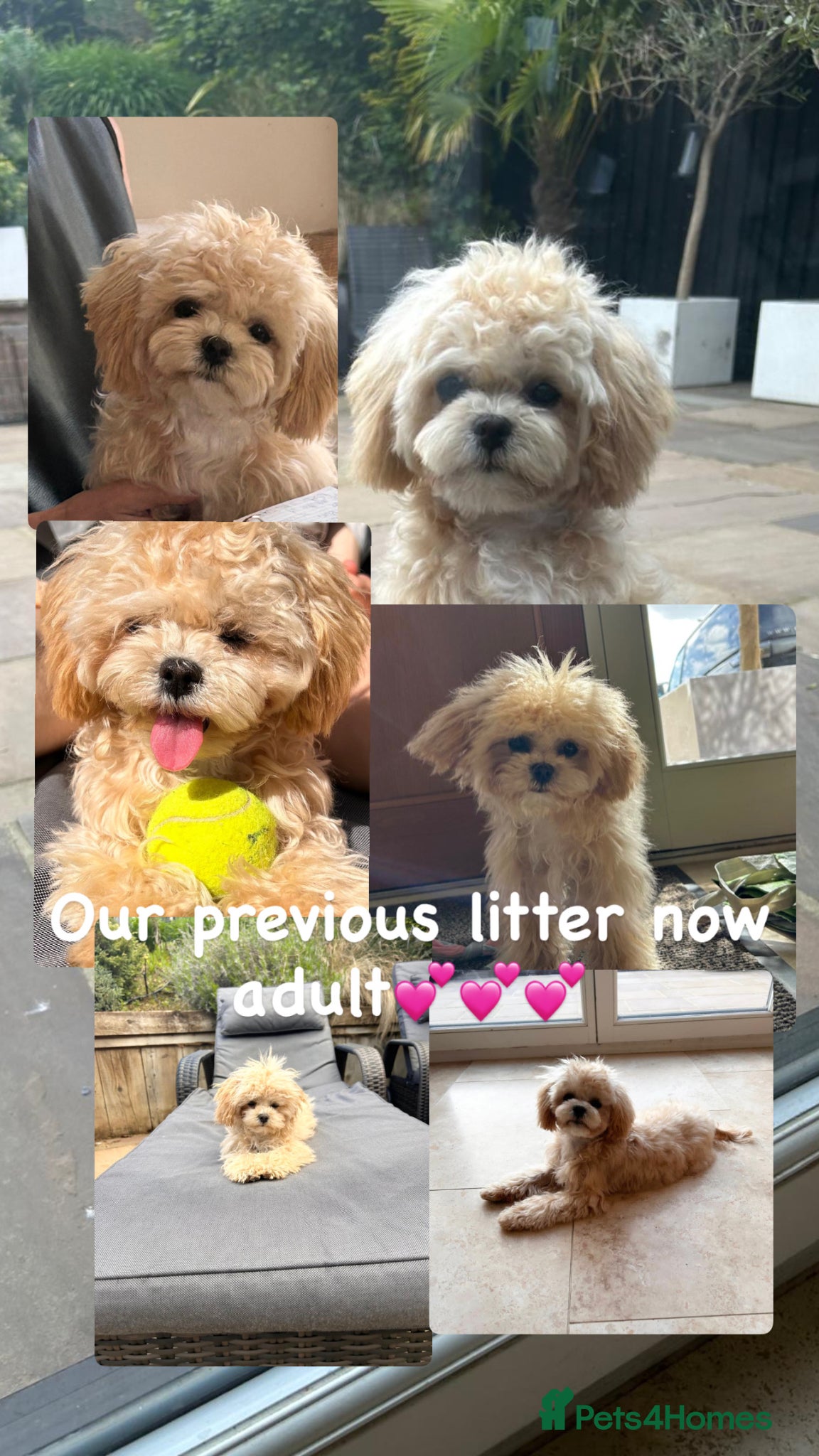 Maltipoo dogs 🧸Outstanding Quality☕️Teddy Face Asian Maltipoo🧸 - Advert 11