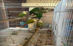 Conures birds for sale: Conures  - Image 8