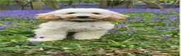 Cavapoo dogs for sale: Beautiful Cavapoo  - Advert 7