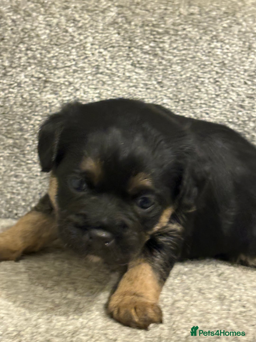 Border Terrier dogs for sale: Poppys pups! KC border terriers. Ready 4  **   - Advert 6