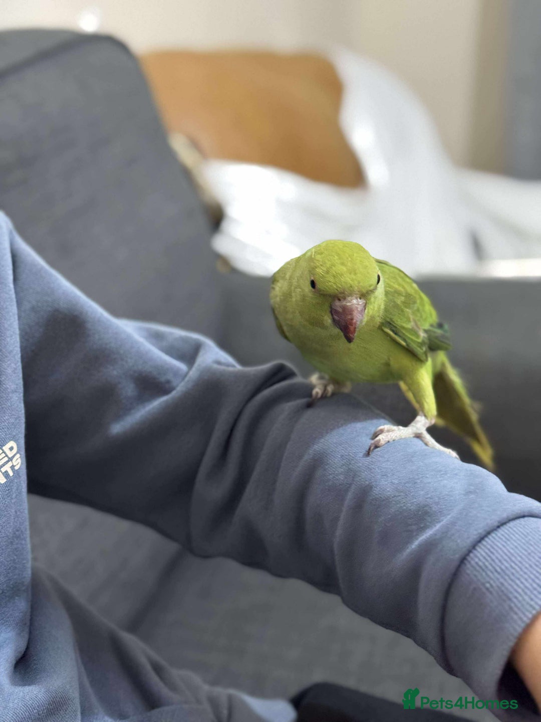 Ringnecks birds for sale: A beautiful Indian ringneck  - Advert 6