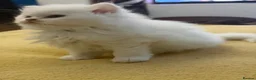 British Longhair cats for sale: Incredible BLH kittens GCCF registered  - Advert 6