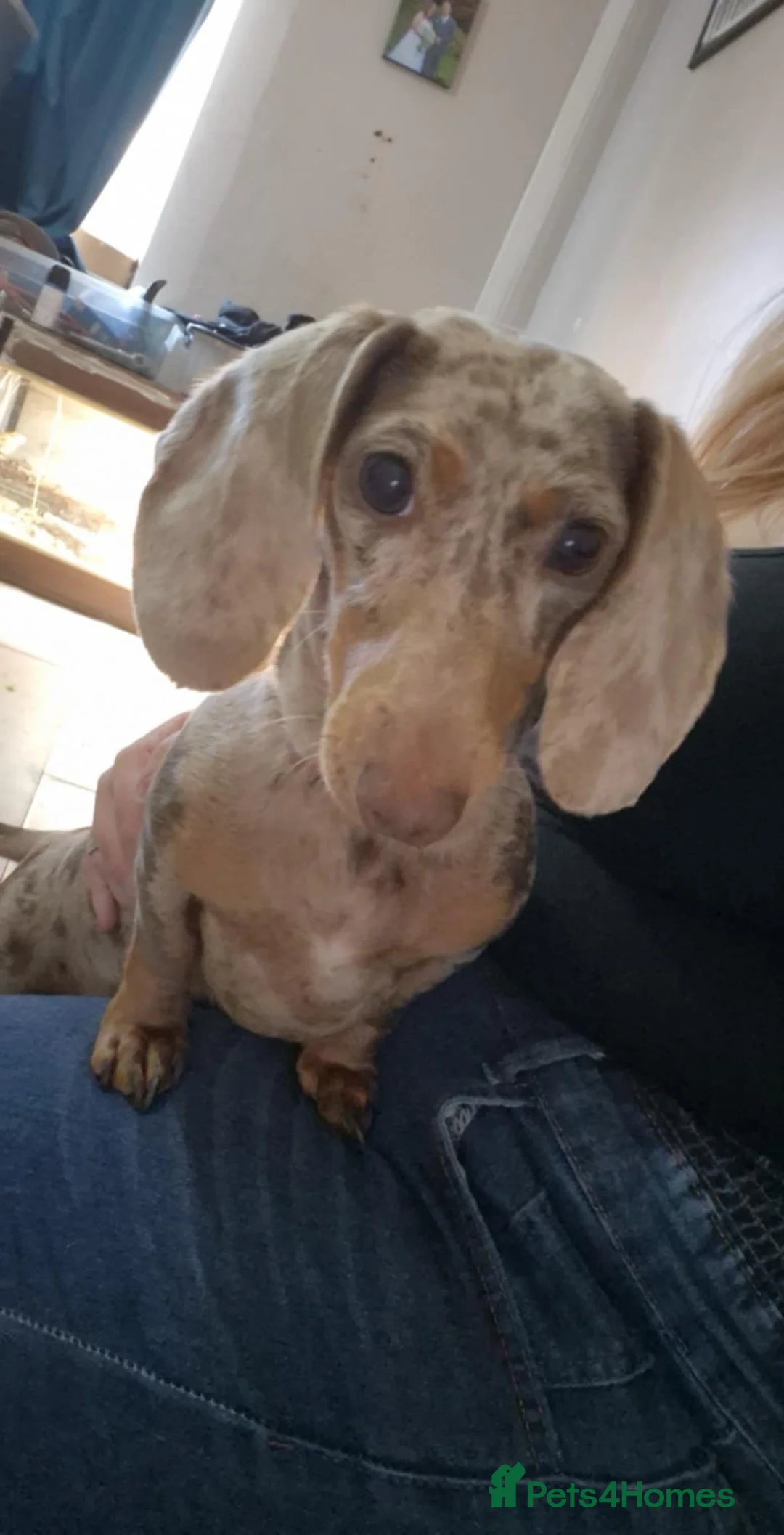 Miniature Dachshund dogs for sale: Maple - Advert 3
